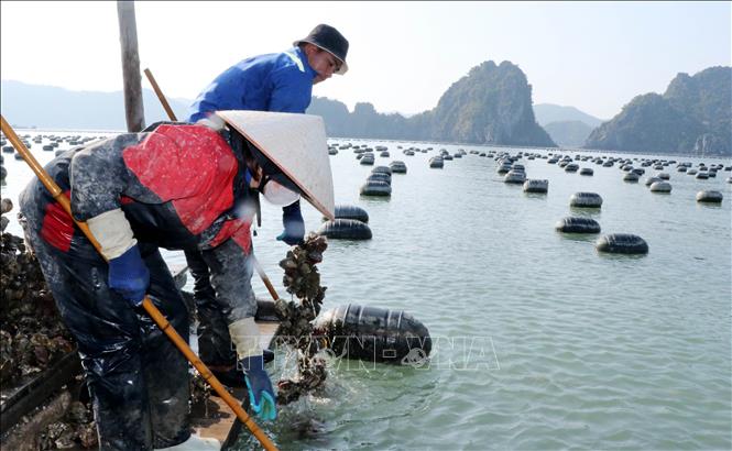 Thu hoạch hàu ở vùng biển đặc khu Vân Đồn. Ảnh: Văn Đức - TTXVN