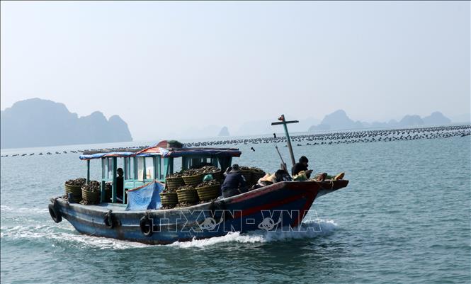 Tàu thu gom hàu trên vùng biển đặc khu Vân Đồn (Quảng Ninh). Ảnh: Văn Đức - TTXVN
