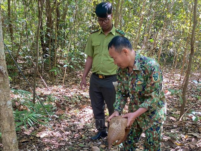 Bộ phận Cứu hộ và Bảo tồn của Vườn quốc gia Bù Gia Mập tái thả tê tê Java về môi trường tự nhiên. Ảnh: TTXVN phát. 