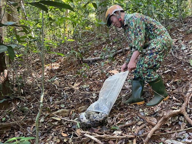Bộ phận Cứu hộ và Bảo tồn của Vườn quốc gia Bù Gia Mập tái thả con trăn về môi trường tự nhiên. Ảnh: TTXVN phát. 