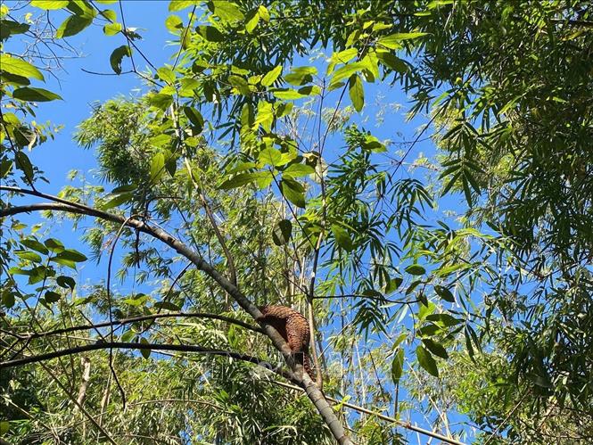 Con tê tê Java đã được tái thả về Vườn quốc gia Bù Gia Mập. Ảnh: TTXVN phát. 