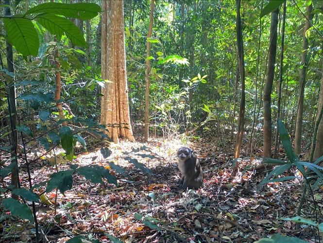 Bộ phận Cứu hộ và Bảo tồn của Vườn quốc gia Bù Gia Mập tái thả con khỉ về môi trường tự nhiên. Ảnh: TTXVN phát. 