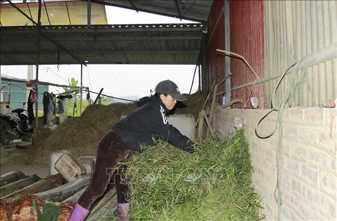 Bên cạnh việc che kín chuồng trại, bà Lê Thị Yên, thôn Tân Thịnh, xã Quy Mông trồng hơn 1ha cỏ voi và dự trữ rơm khô. Ảnh: Đinh Thùy - TTXVN