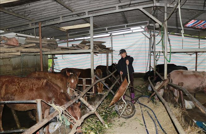 Bà Lê Thị Yên, thôn Tân Thịnh, xã Quy Mông chủ động nuôi nhốt vật nuôi trong những ngày nhiệt độ giảm sâu. Ảnh: Đinh Thùy - TTXVN
