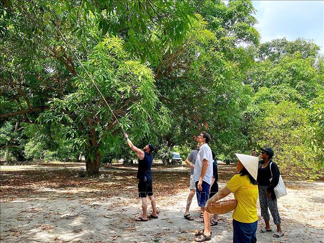 Foreign tourists experience fruit picking as part of an agritourism model in Cam Lam commune (Khanh Hoa). VNA Photo/Photo by courtesy