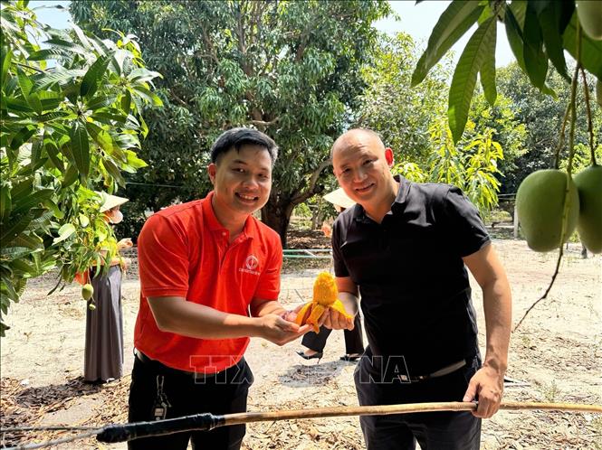 Foreign tourists enjoy the sweet, ripe mangoes of Cam Lam right in the orchard. VNA Photo/Photo by courtesy