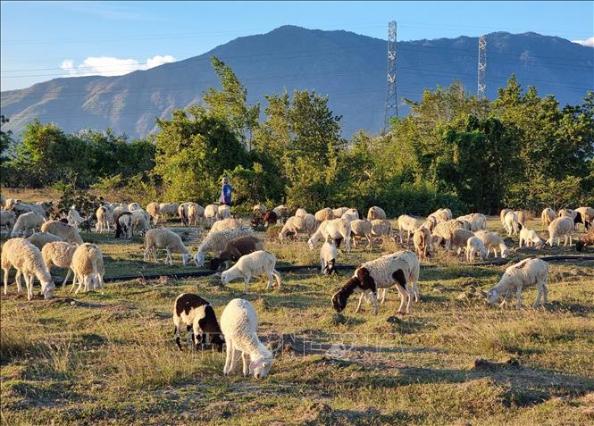 Khanh Hoa province has the largest sheep population in the country, with approximately 100,000 animals. VNA Photo: Nguyễn Thành 