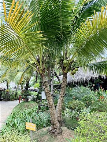 Dù mang nhiều ngọn nhưng cây dừa vẫn cho trái bình thường. Ảnh: Thanh Sang-TTXVN