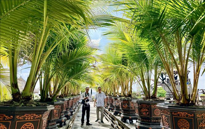 Vườn dừa nhiều ngọn được chủ nhân sưu tầm từ nhiều tỉnh, thành trên cả nước trong hơn 10 năm qua. Ảnh: Thanh Sang-TTXVN
