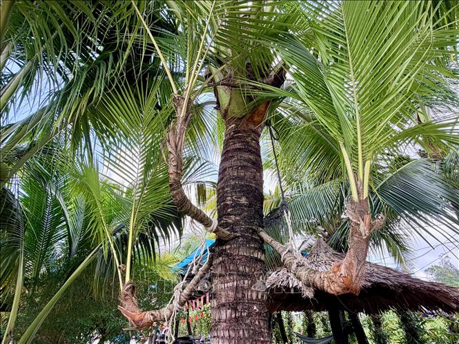 Dừa ba ngọn, hay còn gọi là dừa tam đa “đa phúc, đa lộc, đa thọ” phân ngọn ngay giữa phần thân cây. Ảnh: Thanh Sang-TTXVN
