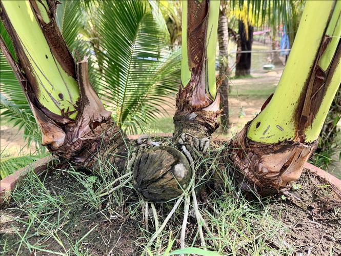 Cây dừa phân nhánh ngay từ gốc. Ảnh: Thanh Sang-TTXVN