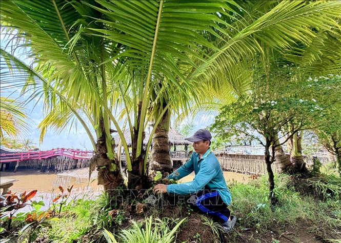 Chăm sóc cây dừa nhiều ngọn ở An Giang. Ảnh: Thanh Sang - TTXVN