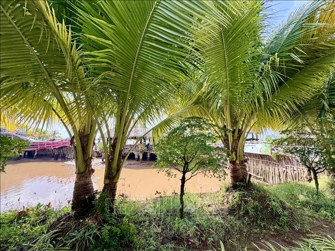 Những cây dừa 2 ngọn vươn cao, tạo hình dáng độc đáo, hiếm gặp trong tự nhiên ở An Giang. Ảnh: Thanh Sang - TTXVN