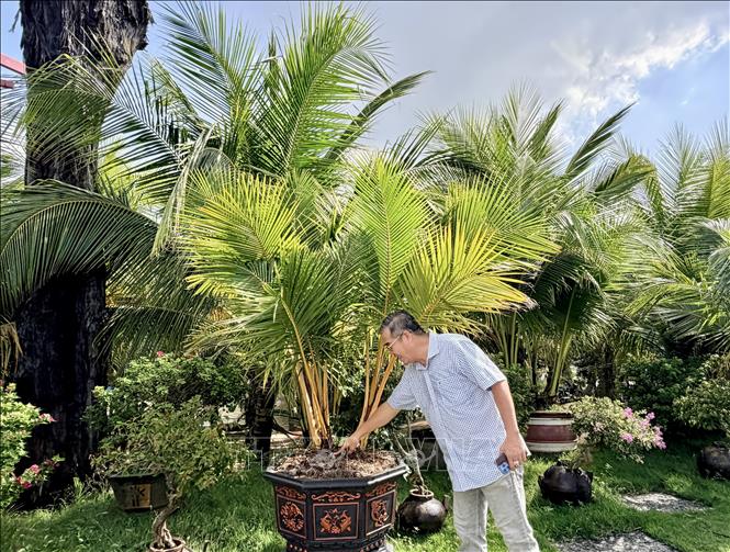Ông Nguyễn Văn Nghỉ, chủ khu Khu du lịch sinh thái Cồn Én ở Ấp Tấn Long, Chợ Mới (An Giang) cho biết sẽ đưa dừa nhiều ngọn ra thị trường. Ảnh: Thanh Sang-TTXVN