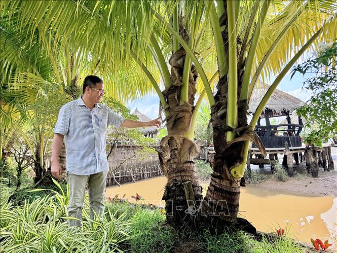 Cây dừa 2 ngọn, còn được gọi là dừa song hỷ. Ảnh: Thanh Sang-TTXVN