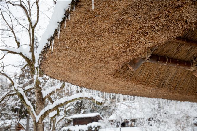Mái tranh dày nhiều lớp giúp người dân Hida cổ chống chọi thời tiết khắc nghiệt trên vùng núi cao. Ảnh: Xuân Giao – PV TTXVN tại Nhật Bản
