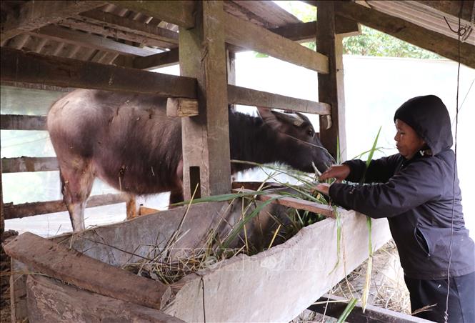 Người dân vùng biên giới Lao Chải (Tuyên Quang) chăm sóc gia súc những ngày giá rét. Ảnh: Đức Thọ - TTXVN