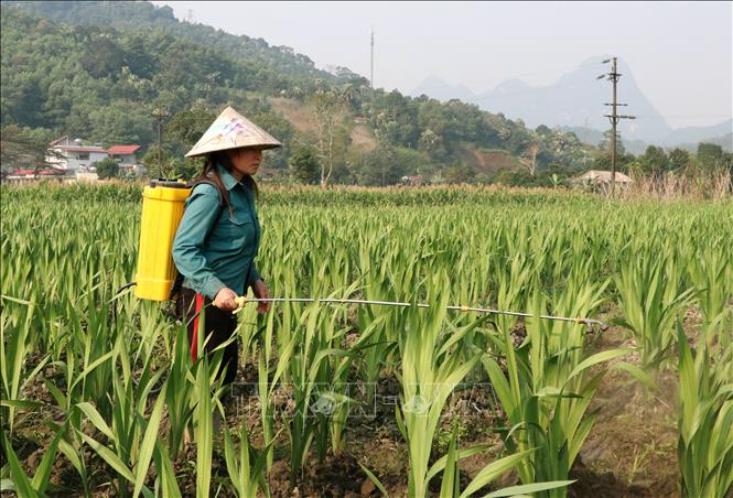 Người dân Vị Xuyên (Tuyên Quang) xuống đồng chăm sóc vựa hoa tết. Ảnh: Đức Thọ - TTXVN