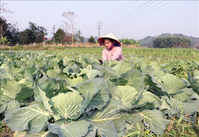 Người dân Vị Xuyên (Tuyên Quang) ra đồng, chăm sóc những ruộng rau phục vụ đời sống. Ảnh: Đức Thọ - TTXVN