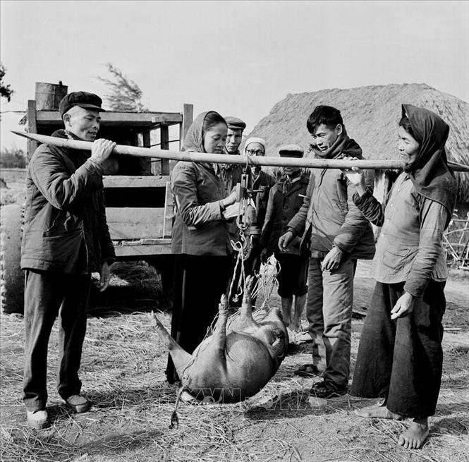 Đội sản xuất Nam Khánh - đội lao động XHCN của hợp tác xã Mỹ Thuận, huyện Mỹ Lộc, tỉnh Nam Hà cân lợn bán cho nhà nước (tháng 11/1968). Ảnh: Minh Trường – TTXVN