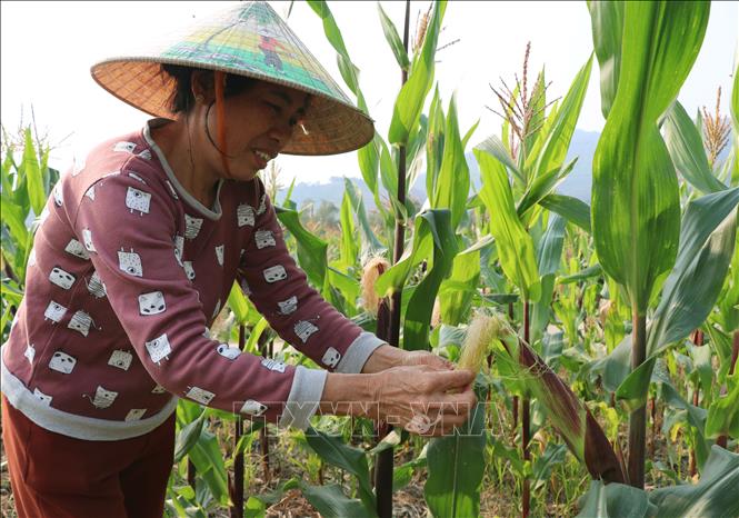 Người dân Thuận Hòa (Tuyên Quang) chăm sóc vựa ngô non. Ảnh: Đức Thọ - TTXVN