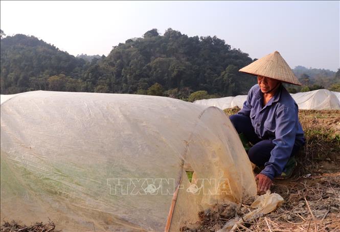 Người dân Vị Xuyên (Tuyên Quang) kiểm tra mạ lúa chuẩn bị vụ Đông Xuân 2026. Ảnh: Đức Thọ - TTXVN