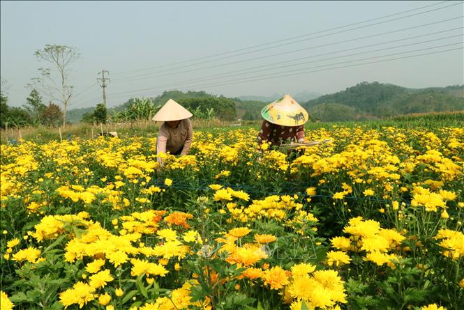 Người dân Vị Xuyên (Tuyên Quang) xuống đồng chăm sóc vựa hoa Tết. Ảnh: Đức Thọ - TTXVN