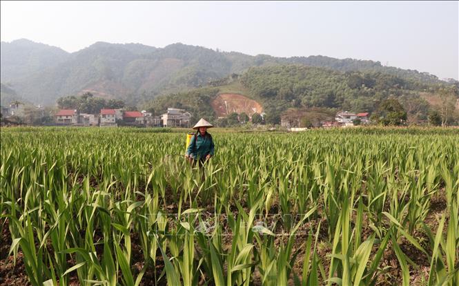 Người dân Vị Xuyên (Tuyên Quang) xuống đồng chăm sóc vựa hoa Tết. Ảnh: Đức Thọ - TTXVN