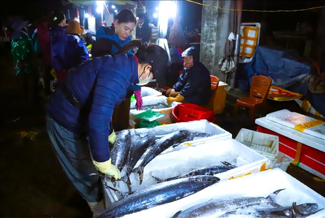 Chọn mua hải sản tại khu vực bày bán cá thu trong chợ đêm Lạch Vạn. Ảnh: Xuân Tiến - TTXVN 