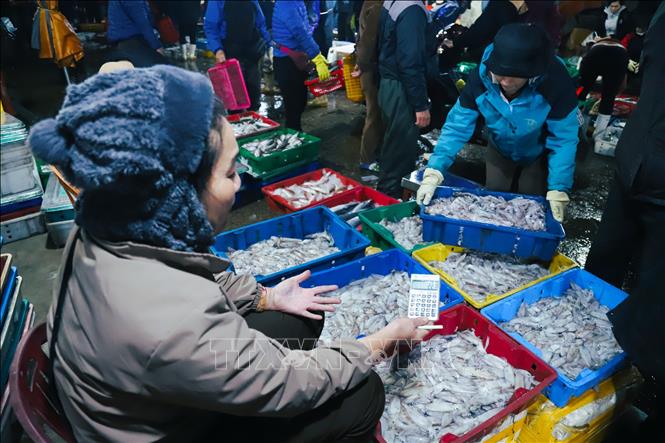 Khu vực bày bán các loại mực tươi trong chợ đêm Lạch Vạn. Ảnh: Xuân Tiến - TTXVN 