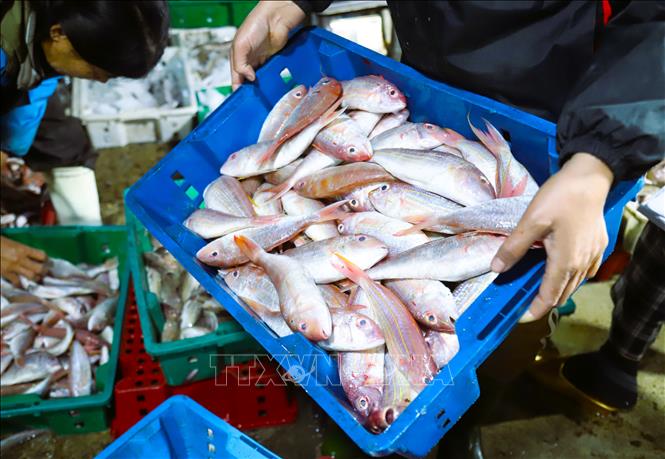 Cá lưỡng, một loại hải sản có giá trị dinh dưỡng cao, rất được thị trường ưa chuộng và bày bán nhiều ở chợ đêm Lạch Vạn. Ảnh: Xuân Tiến - TTXVN 