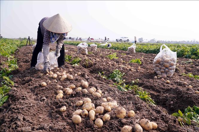 Cây khoai tây đã trở thành cây làm giàu của nông dân xã Vũ Quý. Ảnh: Nguyễn Công Hải - TTXVN