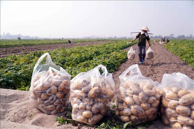 Khoai tây thu hoạch đến đâu có thương lái về tận chân ruộng mua đến đó với giá bán buôn 7.000 - 8.000 đồng/kg. Ảnh: Nguyễn Công Hải - TTXVN