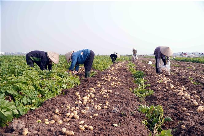 Từ lâu nông dân xã Vũ Quý đã có truyền thống trồng khoai tây vụ Đông. Ảnh: Nguyễn Công Hải - TTXVN
