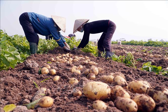 
Cây khoai tây đã trở thành cây làm giàu của nông dân xã Vũ Quý. Ảnh: Nguyễn Công Hải - TTXVN

