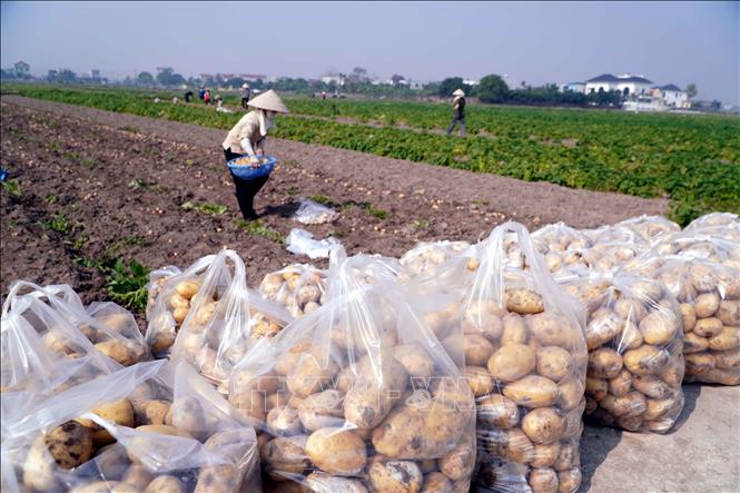 Vụ Đông năm 2025, ở xã Vũ Quý có nhiều hộ dân trồng hơn một mẫu khoai tây. Ảnh: Nguyễn Công Hải - TTXVN
