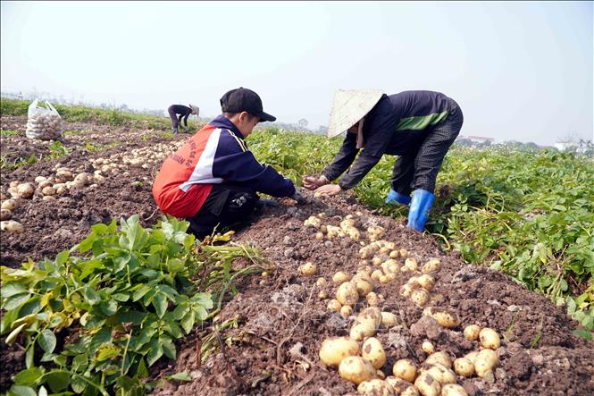 Từ lâu nông dân xã Vũ Quý đã có truyền thống trồng khoai tây vụ Đông. Ảnh: Nguyễn Công Hải - TTXVN
