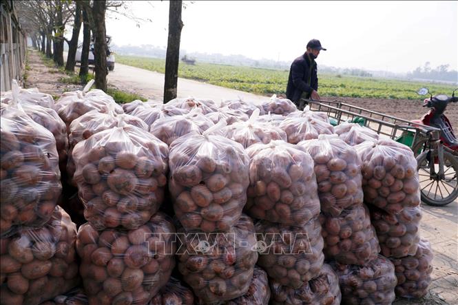 Năm 2025, Hợp tác xã sản xuất kinh doanh dịch vụ nông nghiệp Vũ An (xã Vũ Quý, tỉnh Hưng Yên) trồng trên140ha các loại cây vụ Đông, trong đó 72ha là cây khoai tây. Ảnh: Nguyễn Công Hải - TTXVN
