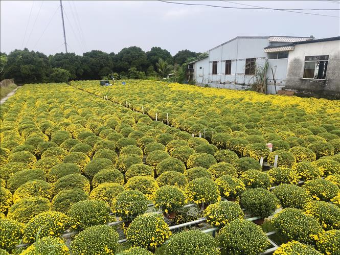 Hoa cúc mâm xôi nở sớm do ảnh hưởng thời tiết. Ảnh: Huỳnh Phúc Hậu - TTXVN