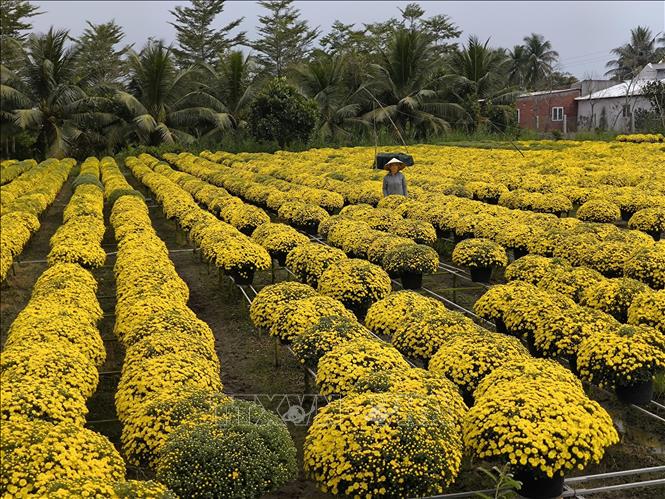 Hoa cúc mâm xôi nở sớm do ảnh hưởng thời tiết. Ảnh: Huỳnh Phúc Hậu - TTXVN