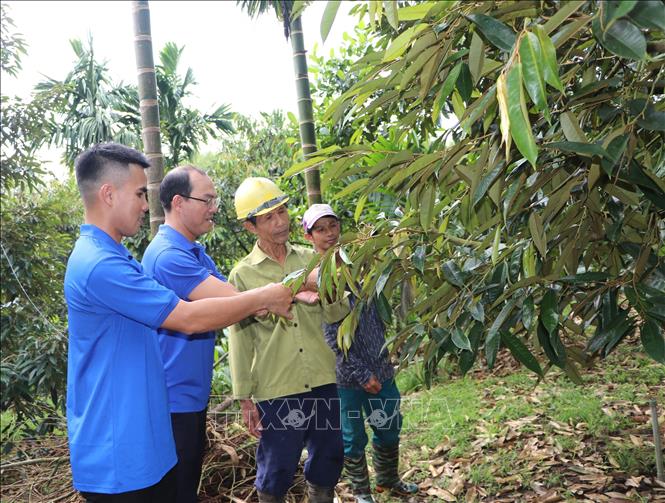Đảng viên thôn Khánh Giang, xã Thiện Tín (Quảng Ngãi) hướng dẫn người dân chuyển đổi cơ cấu cây trồng, phát triển kinh tế. Ảnh: Đinh Hương - TTXVN