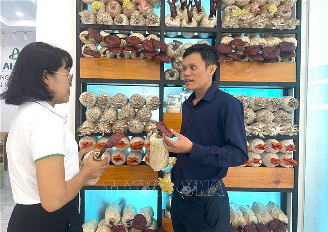 Năm 2025, Khu Nông nghiệp Công nghệ cao Thành phố Hồ Chí Minh cung cấp 1,6 triệu gói phôi nấm cho người dân và doanh nghiệp. Ảnh: Hương Giang - TTXVN