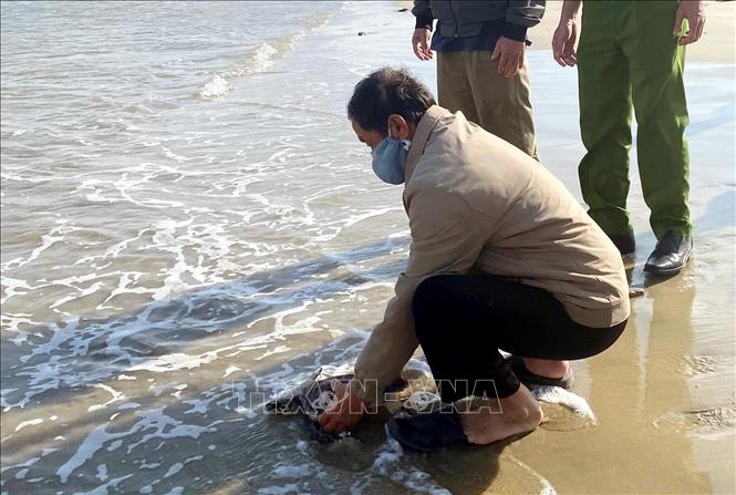 The turtle is released into the wild. VNA/Photo by courtesy