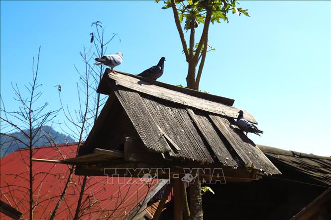 Chuồng chim bồ câu bên hiên nhà được đồng bào Mông bản Huồi Măn làm bằng gỗ sa-mu. Ảnh: Xuân Tiến - TTXVN 