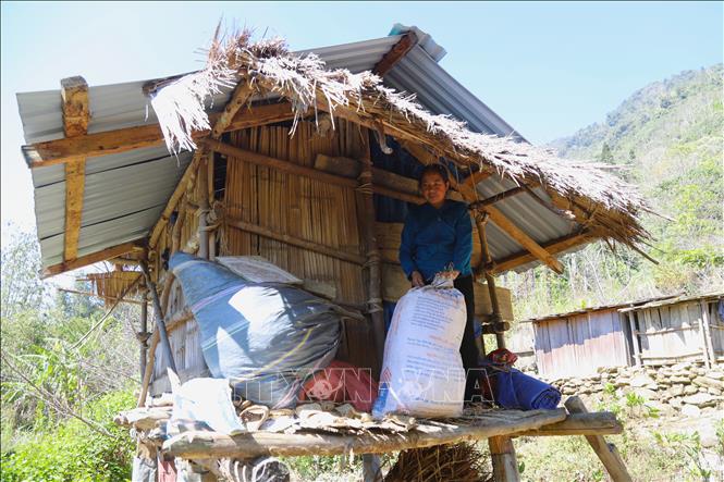 Phụ nữ người Mông bản Huồi Măn (xã Nhôn Mai, tỉnh Nghệ An) bảo quản nông sản trên công trình “lẩu khầu” (kho cất giữ lương thực) của gia đình. Ảnh: Xuân Tiến - TTXVN 