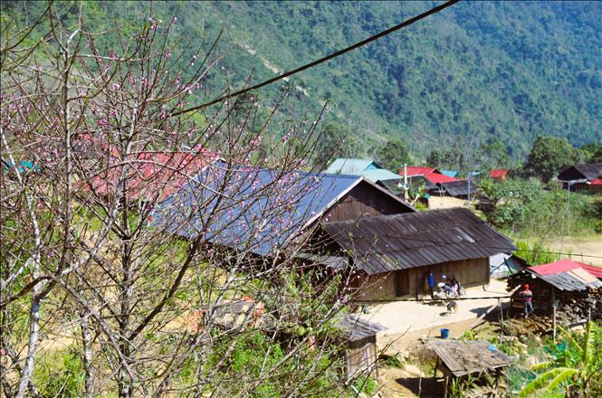 Những cây đào rừng cổ vào dịp gần Tết đã kịp bung nở hoa tô điểm sắc thắm cho cảnh quan bản Huồi Măn (xã Nhôn Mai, tỉnh Nghệ An). Ảnh: Xuân Tiến - TTXVN 