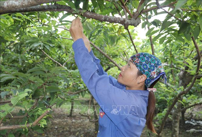 Ứng dụng khoa học, công nghệ trong trồng trọt đang từng bước mở ra hướng đi mới trong công tác giảm nghèo bền vững tại xã Phú Long, tỉnh Ninh Bình. Ảnh: Thùy Dung - TTXVN