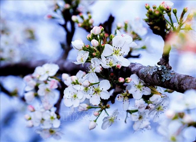 Hoa lê Hồng Thái bung nở trắng muốt trên những thân cây cổ thụ, tạo nên khung cảnh như mây phủ giữa núi rừng Na Hang. Ảnh: TTXVN phát