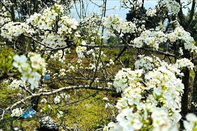 Những chùm hoa lê tinh khôi khoe sắc trong nắng xuân, điểm nhấn độc đáo làm nên sức hút của Lễ hội Hoa Lê Hồng Thái. Ảnh: TTXVN phát