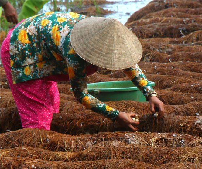 Nông dân xã Xà Phiên, thành phố Cần Thơ tái sử dụng rơm rạ sau thu hoạch lúa để trồng nấm rơm. Ảnh: Duy Khương – TTXVN